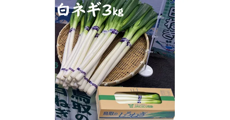 【ふるさと納税】鳥取県産 白ねぎ 3kg(2Lサイズ2本×10束)【24-010-004】JAせいぶアスパル 新鮮なものを直売所から、直送いたします。産地直送 鳥取県 白ねぎ 野菜 白ネギ ネギ ねぎ 野菜 白ねぎ 鳥取県産 お取り寄せ ご当地 特産品 鳥取県 米子市