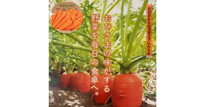 【ふるさと納税】先行受付 旬の冬にお届け！京谷さんちのグロリアにんじん 10kg 数量限定【12月中旬～2月末お届け】【24-013-008】フレッシュベジタブル京谷 人参 甘い 10キロ ニンジン スムージー 野菜 期間限定 生鮮食品 生鮮野菜 お取り寄せ グルメ 鳥取県 米子市