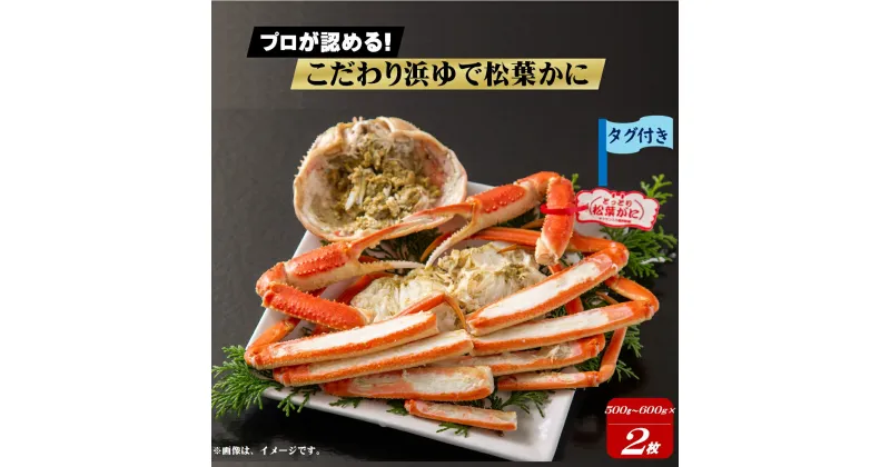 【ふるさと納税】先行予約 松葉がに プロが認めるこだわり浜ゆで松葉かに 500g〜600g/1枚 ×2枚 冷蔵【22-120-402】【11月15日〜R7年2月末発送】（12/25～1/10配達不可） 足立本店 松葉蟹 松葉ガ二 蟹 カニ かに 浜茹で ボイル済 海鮮 鳥取県 米子市 数量限定 タグ付き