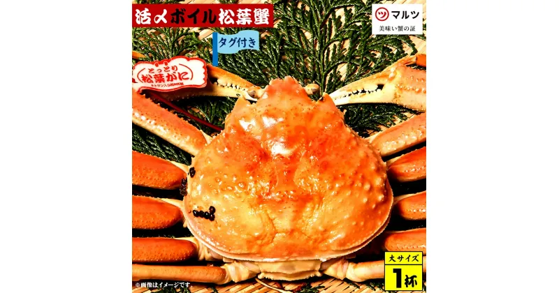 【ふるさと納税】先行予約【赤タグ付き】活〆ボイル松葉蟹（大）800g以上×1杯 冷蔵 境港産【24-100-001】【老舗「蟹専門店」株式会社マルツ】松葉がに ボイル済 かに カニ 蟹 弾力 歯ごたえ 甘み 海の幸 鳥取県産 鳥取県 米子市 期間限定【R6年11月中旬～R7年2月末発送】