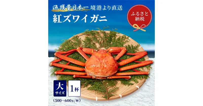 【ふるさと納税】【蟹セレブ】境港産 紅ズワイガニ 大1杯（500～600g×1）ボイル済 冷蔵【24-020-023】蟹 かに カニ 紅ずわいがに 紅ズワイ 紅がに 塩茹で 釜茹で ゆでがに 海鮮 海の幸 冬の味覚 鳥取県 米子市 送料無料