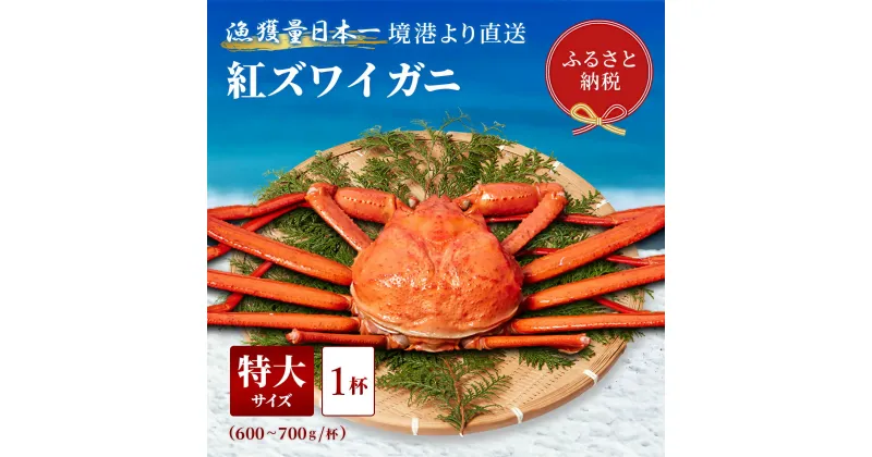 【ふるさと納税】【蟹セレブ】境港産 紅ズワイガニ 特大1杯（600～700g×1）ボイル済 冷蔵【24-026-001】蟹 かに カニ 紅ずわいがに 紅ズワイ 紅がに 塩茹で 釜茹で ゆでがに 海鮮 海の幸 冬の味覚 鳥取県 米子市 送料無料