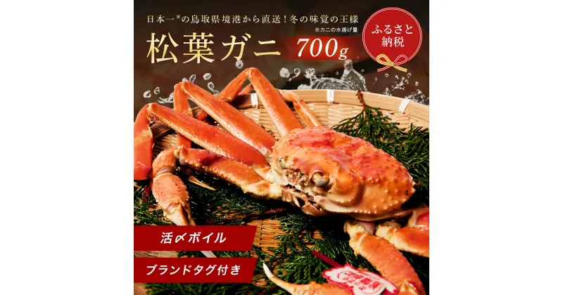 【ふるさと納税】【蟹セレブ】タグ付き活〆ボイル・松葉がに（中・700g前後）ボイル済 冷蔵【24-112-001】松葉蟹 松葉ガニ 蟹 かに カニ 海鮮 海の幸 冬の味覚 鳥取県 米子市 送料無料【11月15日～2月末発送】