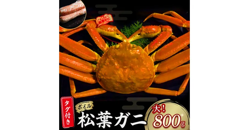 【ふるさと納税】【先行予約】 【魚倉】タグ付き ボイル 松葉ガニ （大 800g 以上） ズワイガニ 松葉蟹 冷蔵 カニ かに かにしゃぶ 【11月から3月発送予定】先行予約 早期受付 松葉かに