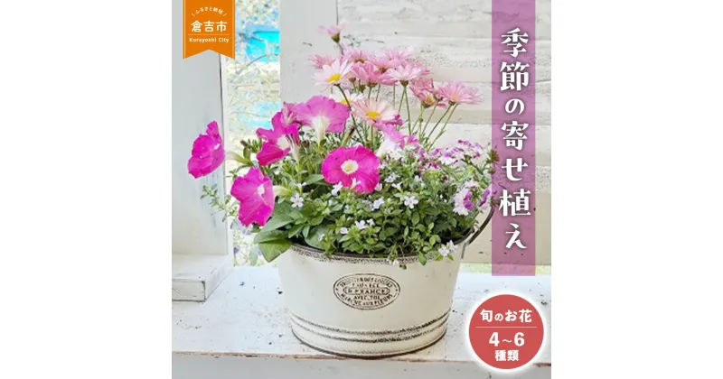 【ふるさと納税】季節 の 寄せ植え M 【Le Ciel】 お楽しみ おまかせ 花 誕生日 記念日 贈り物 プレゼント 予約 常温 鉢 鉢植え マザーズウィーク 母の日 セット 完成品