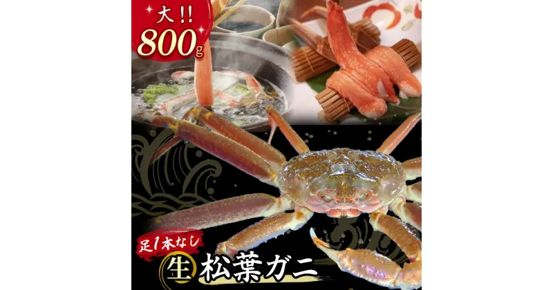 【ふるさと納税】 【先行予約】【魚倉】足1本なし 生 松葉ガニ （大800g） 訳あり 松葉蟹 欠け カニ かに かにしゃぶ キズ 規格外 不揃い 【11月から3月発送予定】 早期受付 先行予約