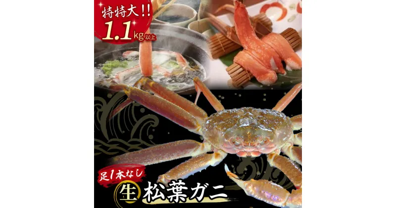 【ふるさと納税】 【先行予約】【魚倉】足1本なし 生 松葉ガニ （特特大1,100g以上） 訳あり 松葉蟹 欠け カニ かに かにしゃぶ 【11月から3月発送予定】 早期受付 先行予約