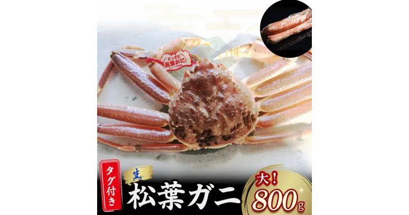 【ふるさと納税】 【先行予約】【魚倉】 タグ 付き 生 松葉ガニ （大800g） ズワイガニ 松葉蟹 カニ かに かにしゃぶ 【11月から3月発送予定】 早期受付 先行予約