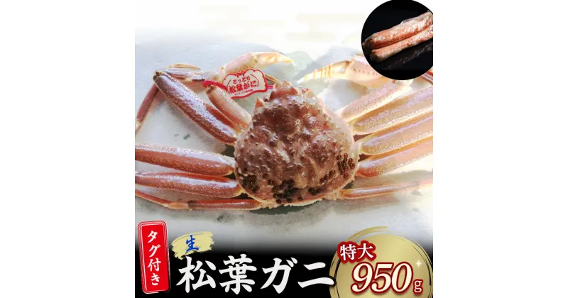 【ふるさと納税】 【先行予約】 【魚倉】タグ 付き 生 松葉ガニ （特大950g） ズワイガニ 松葉蟹 カニ かに かにしゃぶ 【11月から3月発送予定】 早期受付 先行予約