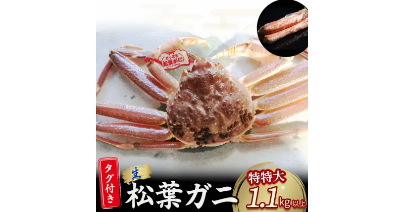 【ふるさと納税】 【先行予約】【魚倉】タグ 付き 生 松葉ガニ （特特大1,100g以上） ズワイガニ 松葉蟹 カニ かに かにしゃぶ 【11月から3月発送予定】 早期受付 先行予約