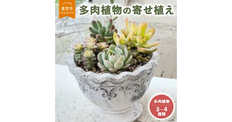 【ふるさと納税】多肉植物 の 寄せ植え M 【Le Ciel】 お楽しみ お任せ 3種類～4種類 花 誕生日 記念日 贈り物 プレゼント 母の日 父の日 敬老の日 セット 鉢