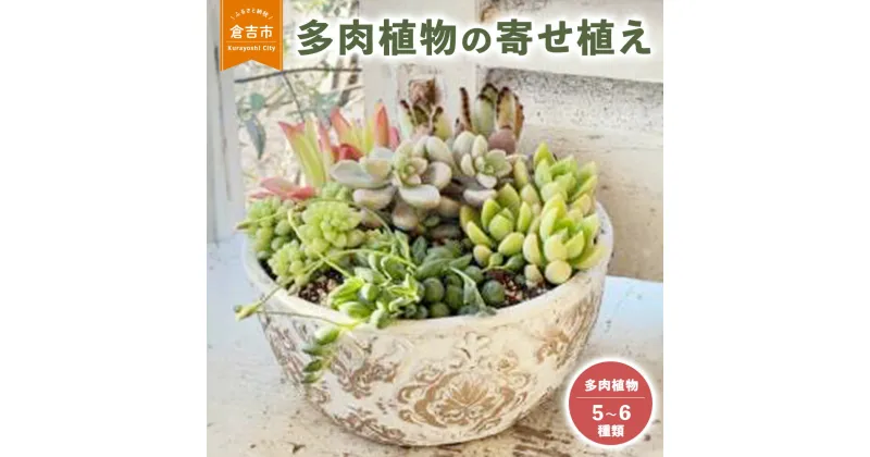 【ふるさと納税】多肉植物 の 寄せ植え L 【Le Ciel】 お楽しみ おまかせ お任せ 5種類～6種類 花 観葉植物 誕生日 記念日 贈り物 プレゼント 母の日 父の日 敬老の日 セット 鉢