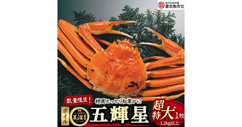 【ふるさと納税】【倉吉魚市】 五輝星 ボイル 松葉がに （超特大1.2kg以上） 数量限定品 松葉蟹 ずわいがに カニ かに 蟹 鳥取県