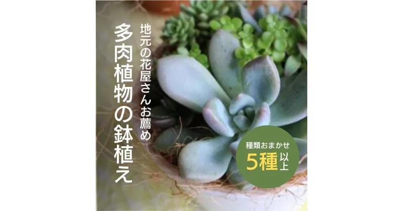 【ふるさと納税】地元の 花屋さん お薦め の 多肉植物 Aセット（5種類以上） 【チトのゆび】お楽しみ おまかせ お任せ 観葉植物 鉢 母の日 父の日 敬老の日