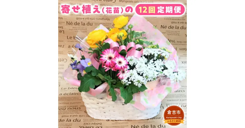 【ふるさと納税】寄せ植え（花苗）の12回定期便 花 誕生日 記念日 贈り物 プレゼント 母の日 父の日 敬老の日 セット 鉢