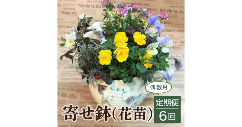 【ふるさと納税】寄せ鉢（花苗）6回定期便＜偶数月＞ 花 誕生日 記念日 贈り物 プレゼント 母の日 父の日 敬老の日 セット 鉢