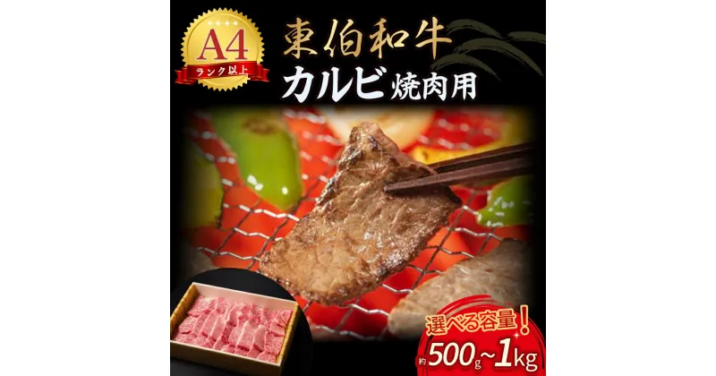 【ふるさと納税】東伯和牛 カルビ 焼肉用 （大）500g～1kg 国産 牛肉 和牛 黒毛和牛 赤身 カルビ 焼肉 焼き肉