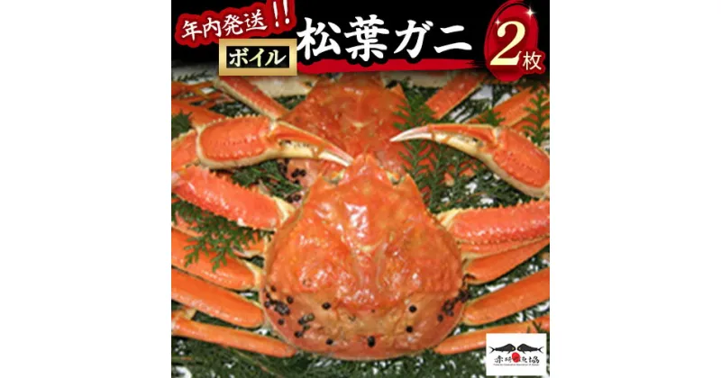 【ふるさと納税】【赤碕町漁業協同組合】 ボイル松葉ガニ 2枚 年内配送 着日指定不可 松葉ガニ カニ ズワイガニ カニ爪 冷蔵 かにしゃぶ カニ刺身 ずわいがに 鮮度抜群 国産 高級 鳥取県 倉吉市 ボイル