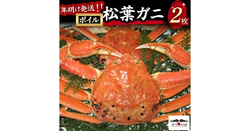 【ふるさと納税】【赤碕町漁業協同組合】 ボイル松葉ガニ 2枚 年明け発送 着日指定不可 松葉ガニ カニ ズワイガニ カニ爪 冷蔵 かにしゃぶ カニ刺身 ずわいがに 鮮度抜群 国産 高級 鳥取県 倉吉市