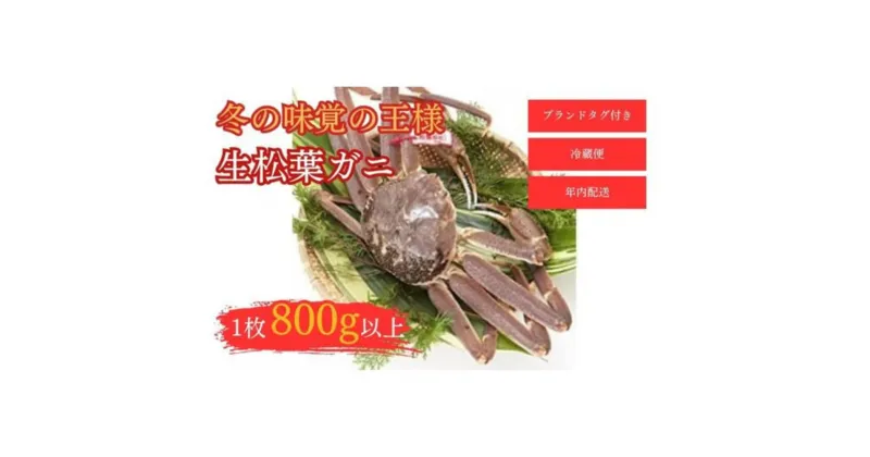 【ふるさと納税】【和星水産】タグ付き 生松葉ガニ 1枚（800g以上） 年内配送 松葉ガニ カニ ズワイガニ カニ爪 冷蔵 かにしゃぶ カニ刺身 ずわいがに 鮮度抜群 国産 高級 タグ付き 鳥取県 倉吉市