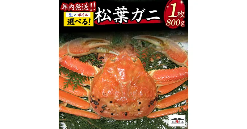 【ふるさと納税】 年内発送！ 松葉ガニ（生/ボイル）1枚 800g 年内発送 着日指定不可 松葉ガニ カニ ズワイガニ カニ爪 冷蔵 かにしゃぶ カニ刺身 ずわいがに 鮮度抜群 国産 高級 鳥取県 倉吉市【赤碕町漁業協同組合】