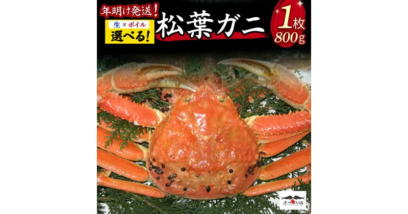 【ふるさと納税】 年明け発送！ 松葉ガニ（生/ボイル）1枚 800g 着日指定不可 松葉ガニ カニ ズワイガニ カニ爪 冷蔵 かにしゃぶ カニ刺身 ずわいがに 鮮度抜群 国産 高級 鳥取県 倉吉市【赤碕町漁業協同組合】