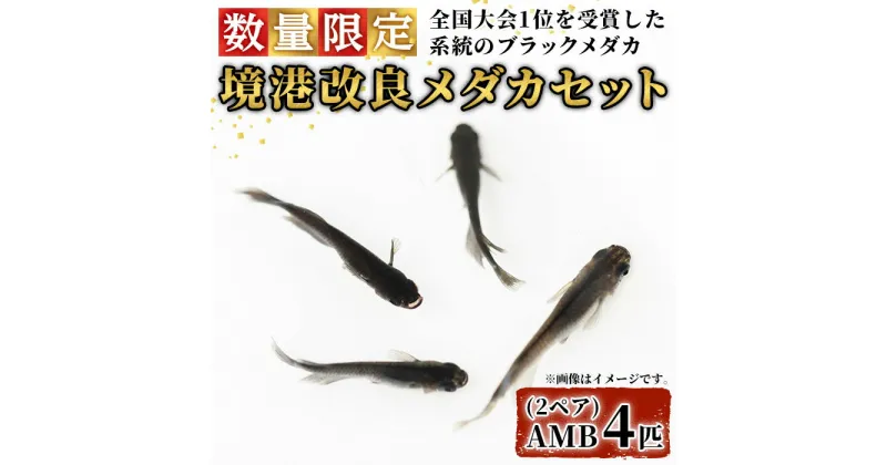 【ふるさと納税】＜数量限定＞境港改良メダカセット(4匹・2ペア) AMBあらしまやメダカブラック 改良メダカ 生き物 生体 メダカ めだか お魚 魚 観賞魚 ペット 飼育【sm-CI001】【あらしまやメダカ】