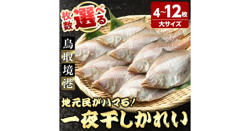 【ふるさと納税】＜選べる＞一夜干しかれい 大サイズ！(4～12枚) 国産 魚介 干物 干し物 海の幸 エテカレイ 冷凍 おかず おつまみ お土産【sm-DG005】【木村鮮魚店】