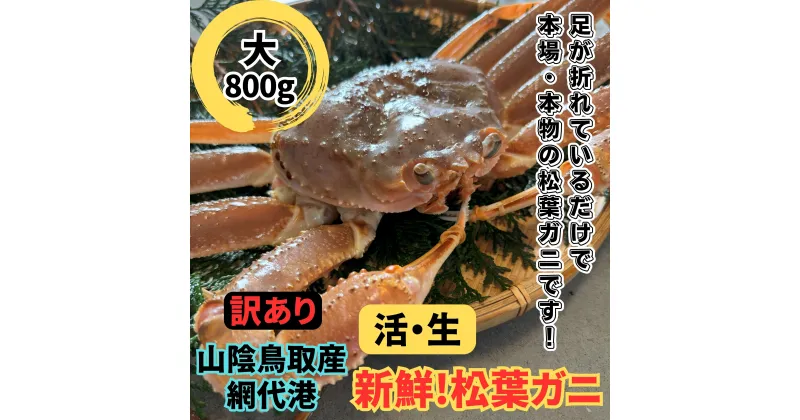 【ふるさと納税】【22022】鳥取網代港【訳あり】活！松葉ガニ（大）800g【さかなや新鮮組】｜鳥取県 岩美町 蟹 かに カニ 松葉がに ズワイガニ 訳アリ 冷蔵