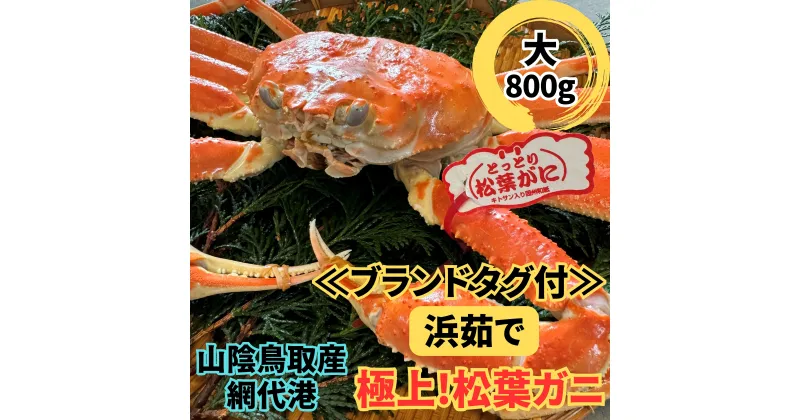 【ふるさと納税】【22023】鳥取網代港【ブランドタグ付】浜茹で！極上松葉ガニ（大）800g【さかなや新鮮組】｜鳥取県 岩美町 蟹 かに カニ 松葉がに ズワイガニ 極上 新鮮 冷蔵