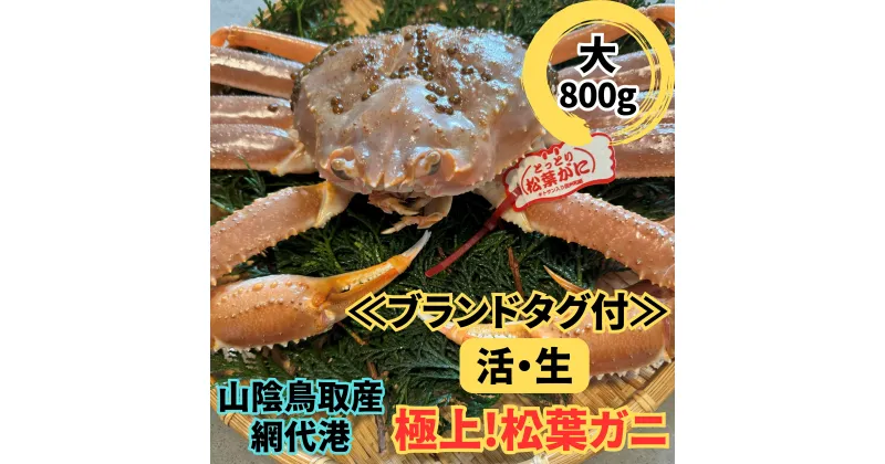 【ふるさと納税】【22024】鳥取網代港【ブランドタグ付】活！極上松葉ガニ（大）800g【さかなや新鮮組】｜鳥取県 岩美町 蟹 かに カニ 松葉がに ズワイガニ 極上 新鮮 冷蔵 送料無料