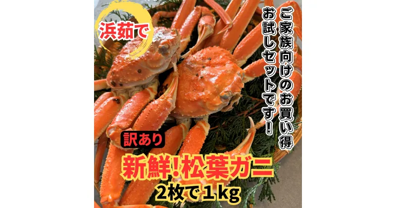 【ふるさと納税】【22025】鳥取網代港【訳あり】浜茹で！松葉ガニ1kgセット【さかなや新鮮組】　｜鳥取県 岩美町 蟹 かに カニ 松葉がに 　冬の味覚 ズワイガニ ずわいがに 訳アリ 冷蔵 送料無料