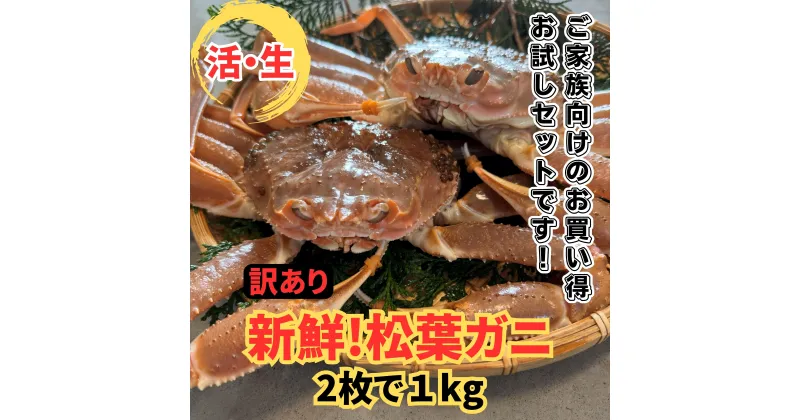 【ふるさと納税】【22026】鳥取網代港【訳あり】活！松葉ガニ1kgセット【さかなや新鮮組】｜鳥取県 岩美町 蟹 かに カニ 松葉がに ズワイガニ 新鮮 魚介 冬の味覚 冷蔵 送料無料