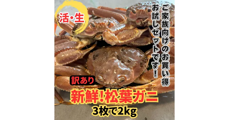 【ふるさと納税】【22018】鳥取網代港【訳あり】活！松葉ガニ2kgセット 11月以降順次発送【さかなや新鮮組】｜鳥取県 岩美町 蟹 かに カニ 松葉がに 松葉ガニ ズワイガニ 新鮮 魚介 訳アリ 冷蔵