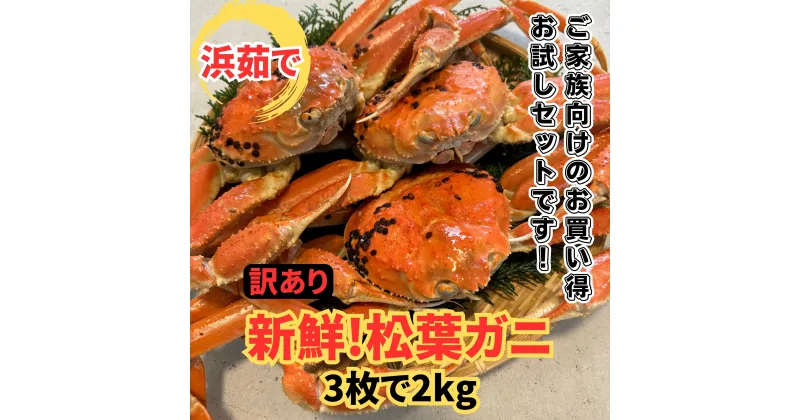 【ふるさと納税】【22017】鳥取網代港【訳あり】浜茹で！松葉ガニ2kgセット【さかなや新鮮組】｜鳥取県 岩美町 蟹 かに カニ 松葉がに 松葉ガニ ズワイガニ 新鮮 魚介 冷蔵 訳アリ