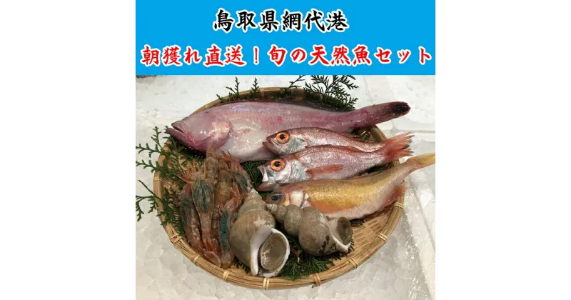 【ふるさと納税】【21007】鳥取網代港 朝獲れ直送！旬の天然魚セット【さかなや新鮮組】｜鳥取県 岩美町 魚 直送 朝獲れ 冷蔵 天然魚