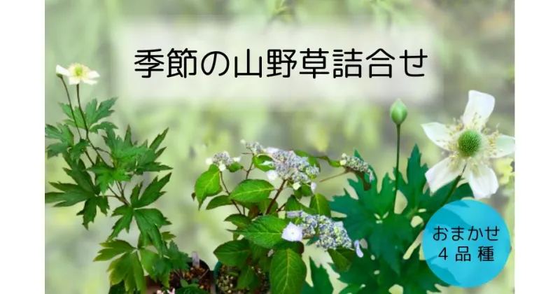 【ふるさと納税】【77005】季節のおすすめ山野草4点セット　｜鳥取県 岩美町 山野草 ガーデニング