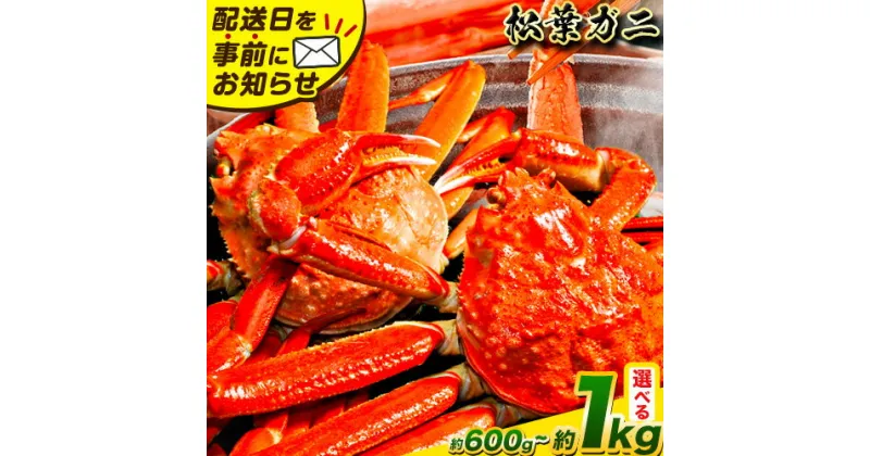 【ふるさと納税】カニ 松葉ガニ 選べる 600g~ 800g or 800g~1kg《2024年11月中旬-2025年3月中旬頃出荷》鳥取県 八頭町 送料無料 蟹 かに 姿 鍋 ズワイガニ 松葉ガニ ズワイ蟹 ボイル 冷蔵便 松葉蟹 海鮮 魚介 2人前