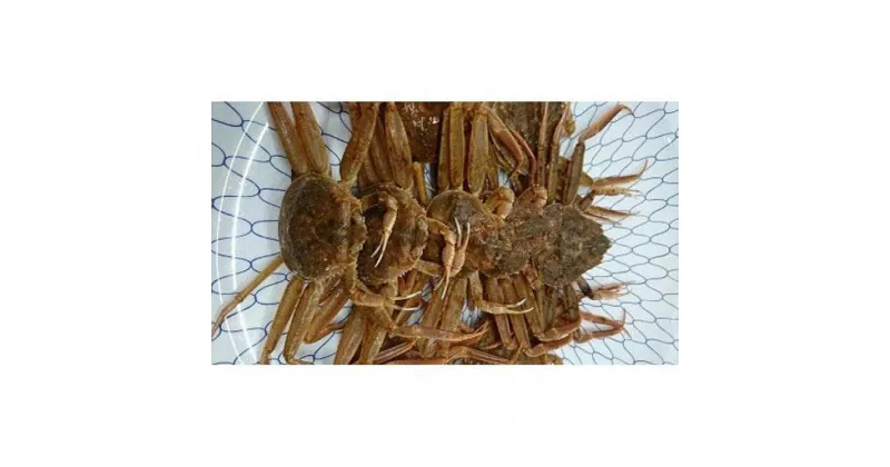 【ふるさと納税】【先行予約】ボイル 親ガニ カニ酢付き （ 5 ～ 6枚 ） | 蟹 魚介類 水産 食品 人気 おすすめ 送料無料