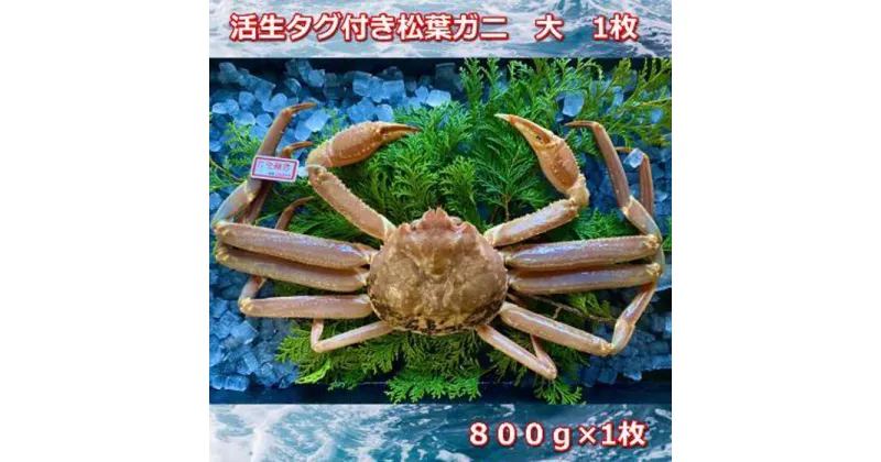 【ふるさと納税】【先行予約】活きタグ付き松葉ガニ　大　1枚　800～940g前後MK5 | 蟹 魚介類 水産 食品 人気 おすすめ 送料無料