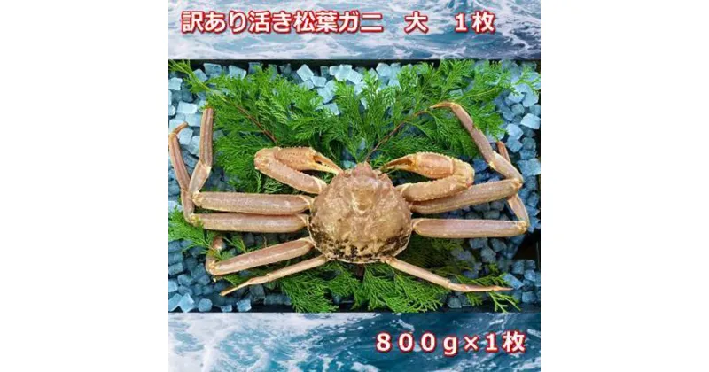 【ふるさと納税】【先行予約】訳あり活きご自宅用松葉ガニ　大　1枚　800～940g前後MK11 | 蟹 魚介類 水産 食品 人気 おすすめ 送料無料