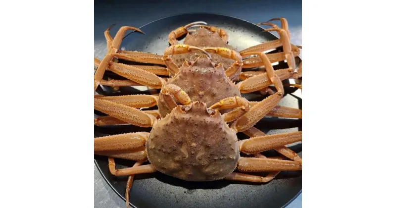 【ふるさと納税】生セコガニ5枚（1枚200g） | 蟹 魚介類 水産 食品 人気 おすすめ 送料無料