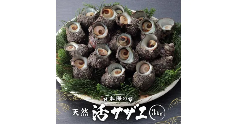 【ふるさと納税】活サザエ3kg（1個100g以上） | 魚介類 水産 食品 人気 おすすめ 送料無料