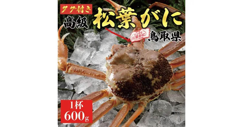 【ふるさと納税】【2025年発送】特撰　松葉がに（なま）【タグ付き】600g超の大きいサイズ　食べ応えあり　1杯 | 蟹 魚介類 水産 食品 人気 おすすめ 送料無料