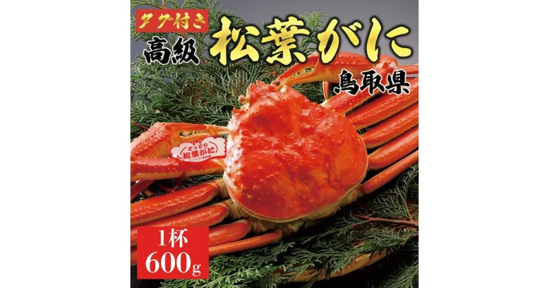 【ふるさと納税】【2024年内発送】特撰　松葉がに（茹）【タグ付き】600g超の大きいサイズ　食べ応えあり　1杯 | 蟹 魚介類 水産 食品 人気 おすすめ 送料無料