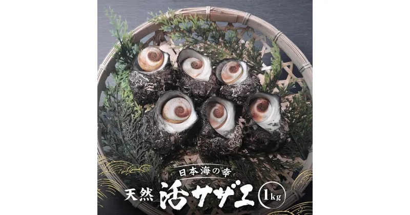 【ふるさと納税】活サザエ1kg（1個100g以上） | 魚介類 水産 食品 人気 おすすめ 送料無料