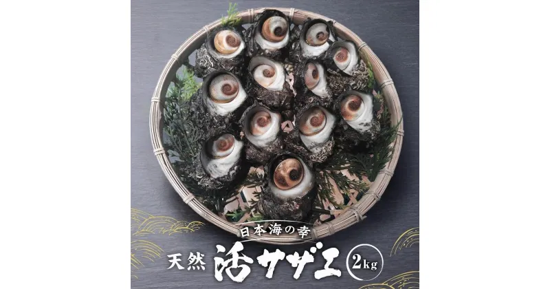 【ふるさと納税】活サザエ2kg（1個100g以上） | 魚介類 水産 食品 人気 おすすめ 送料無料