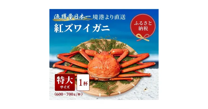 【ふるさと納税】【蟹セレブ】ズワイガニ（紅ズワイガニ）特大1杯（600～700g×1） | 蟹 魚介類 水産 食品 人気 おすすめ 送料無料