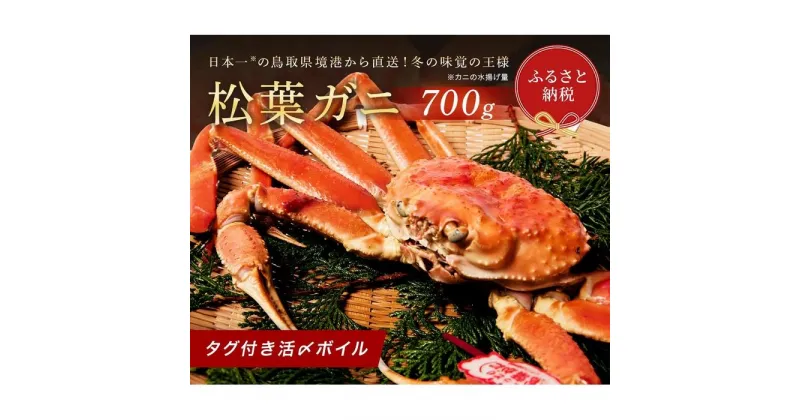 【ふるさと納税】【蟹セレブ】タグ付き活〆ボイル・松葉がに（中・700g前後） | 蟹 魚介類 水産 食品 人気 おすすめ 送料無料