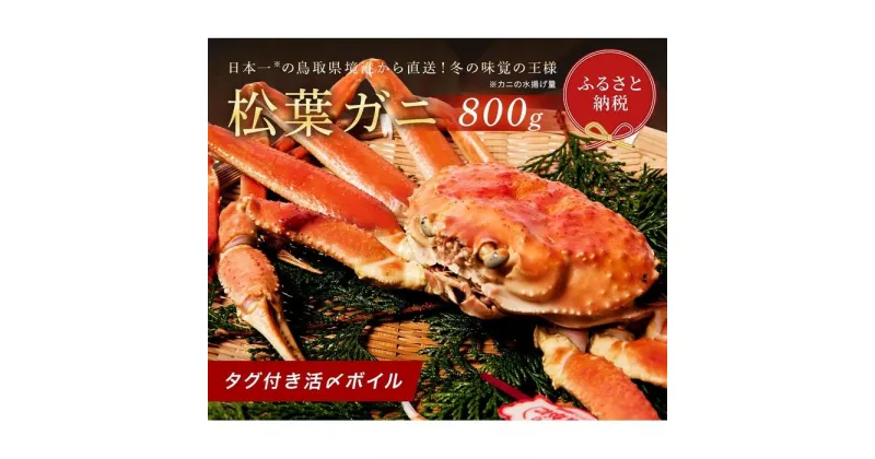 【ふるさと納税】【蟹セレブ】タグ付き活〆ボイル・松葉がに（大・800g前後） | 蟹 魚介類 水産 食品 人気 おすすめ 送料無料